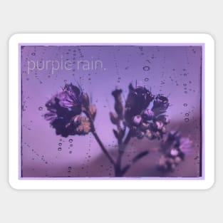 PURPLE RAIN - Arizona wildflowers Sticker